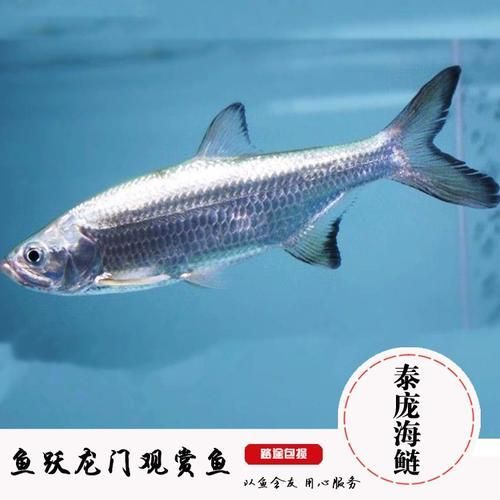 泰龐海鰱魚(yú)有哪些品種，泰龐海鰱魚(yú)有哪些顏色變異泰龐海鰱魚(yú)市場(chǎng)價(jià)格是多少