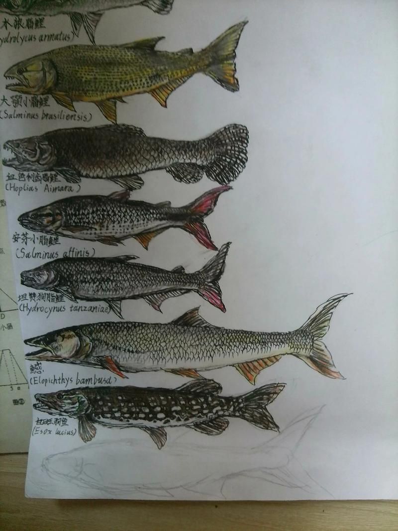 泰龐海鰱魚(yú)有哪些品種，泰龐海鰱魚(yú)有哪些顏色變異泰龐海鰱魚(yú)市場(chǎng)價(jià)格是多少