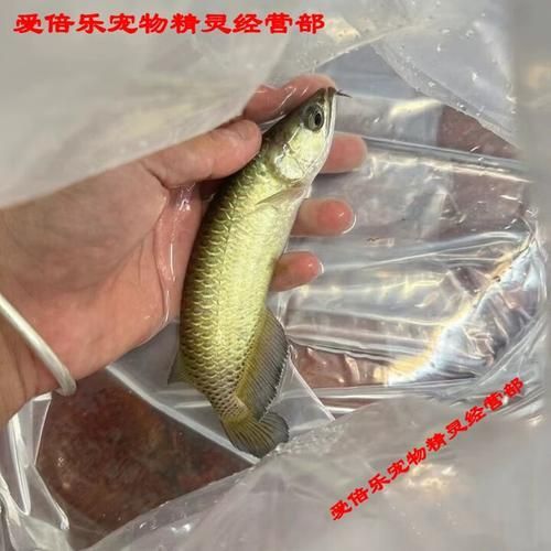 20厘米過背金龍魚圖片