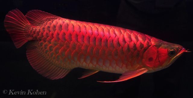 有哪些食物是龍魚炸鱗后可以安全食用的？，龍魚炸鱗可以安全食用嗎？