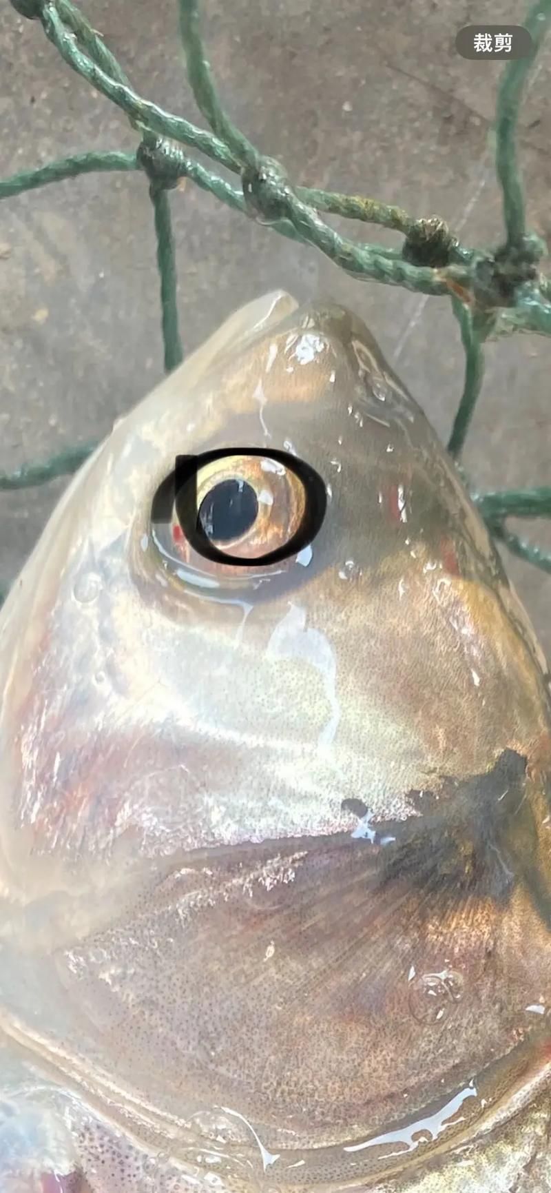 如何判斷魚蒙眼病的具體病因，如何判斷魚蒙眼病