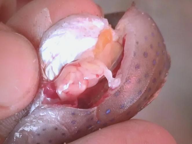 魚身上潰爛的癥狀圖片，魚身上出現(xiàn)潰爛的癥狀圖片，可能是由于細(xì)菌感染導(dǎo)致的