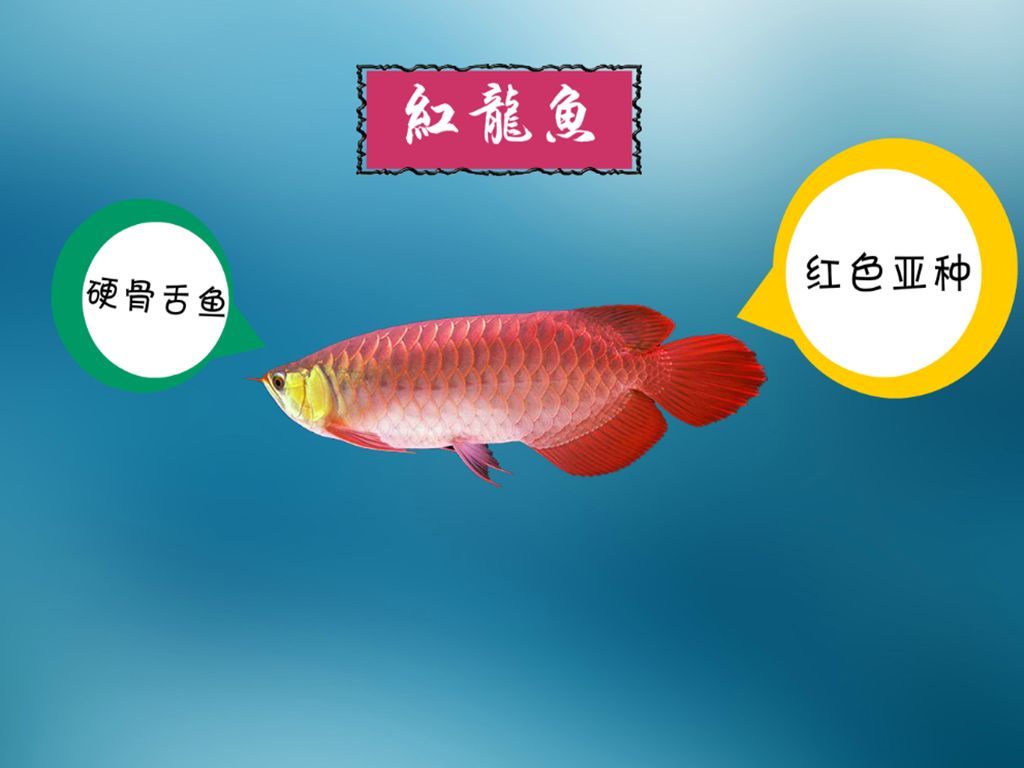 如何判斷紅龍魚是否適應(yīng)，如何判斷紅龍魚是否適應(yīng)新環(huán)境