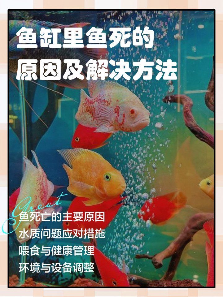 龍魚突然死亡后如何補救？，龍魚突然死亡后如何補救，魚缸連續死魚的原因及解決方法