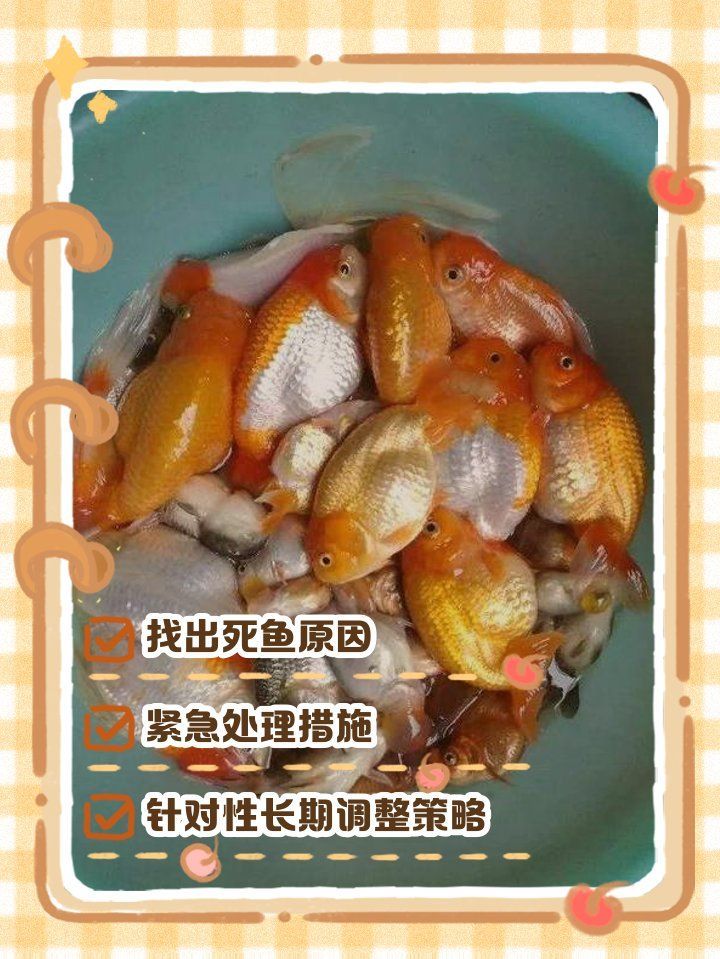 龍魚突然死亡后如何補救？，龍魚突然死亡后如何補救，魚缸連續死魚的原因及解決方法