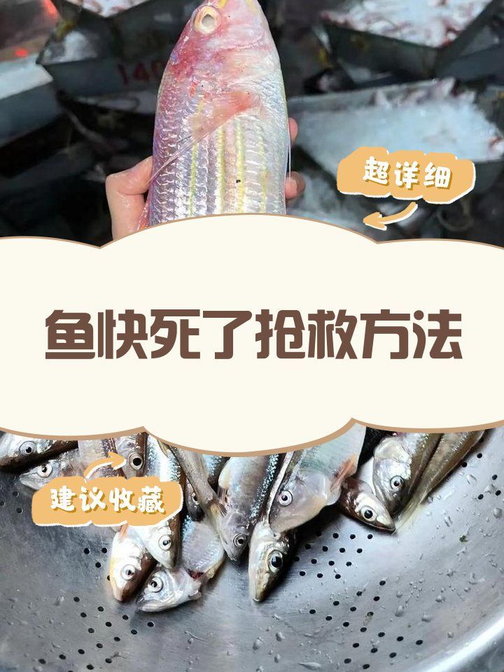 有哪些方法可以搶救瀕死的龍魚(yú)，龍魚(yú)搶救瀕死的關(guān)鍵在于搶救瀕死的關(guān)鍵在于搶救方法