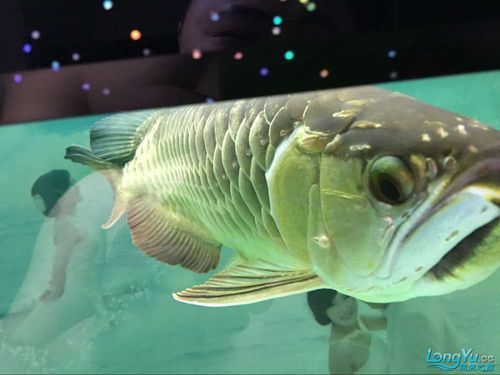 給我一些金龍魚病的圖片示例，如何判斷金龍魚是否患?。?></span><br><span id=