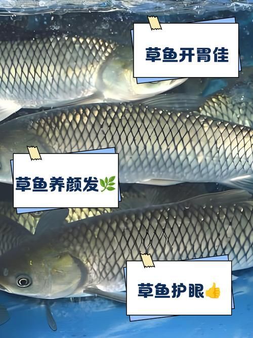 如何預(yù)防魚類腸炎，arxiv論文助手預(yù)防魚類腸炎思考完成arxiv論文助手