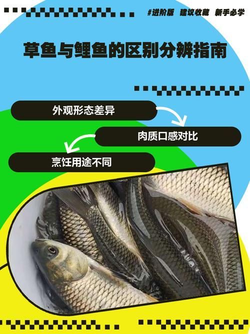 如何預(yù)防魚類腸炎，arxiv論文助手預(yù)防魚類腸炎思考完成arxiv論文助手