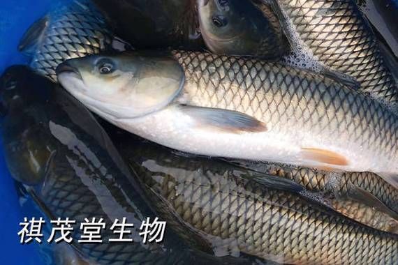 如何預(yù)防魚類腸炎，arxiv論文助手預(yù)防魚類腸炎思考完成arxiv論文助手