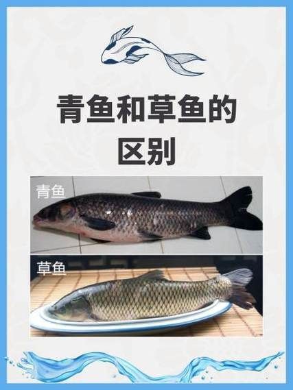 如何預(yù)防魚類腸炎，arxiv論文助手預(yù)防魚類腸炎思考完成arxiv論文助手
