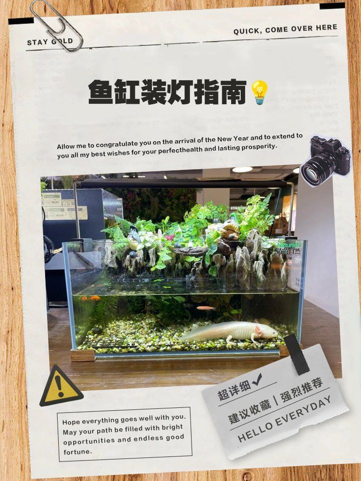 龍魚(yú)缸燈的最佳安裝位置在哪里，龍魚(yú)缸燈最佳安裝位置應(yīng)考慮光線的均勻分布和對(duì)魚(yú)類的適宜照明
