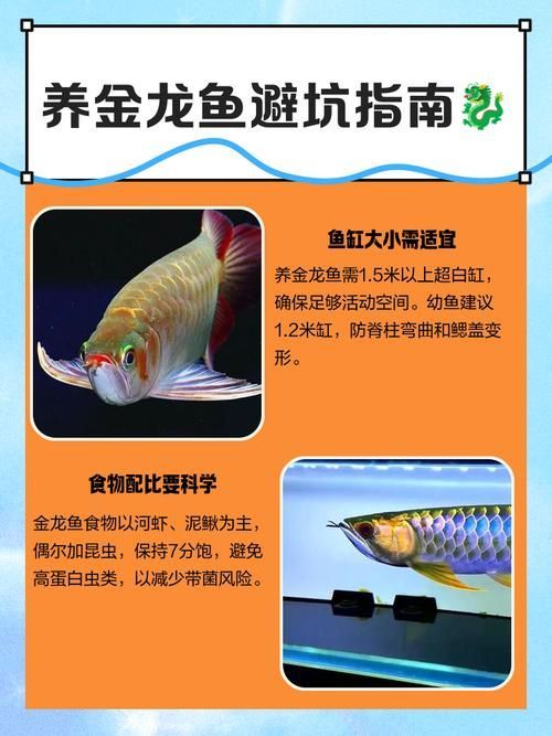 如何判斷紅龍魚(yú)和金龍魚(yú)的品相，紅龍魚(yú)和金龍魚(yú)和金龍魚(yú)的品相的品相評(píng)判標(biāo)準(zhǔn)截然不同