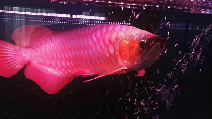 哪些紅龍魚品種容易發紫？，什么樣的紅龍魚容易發紫？