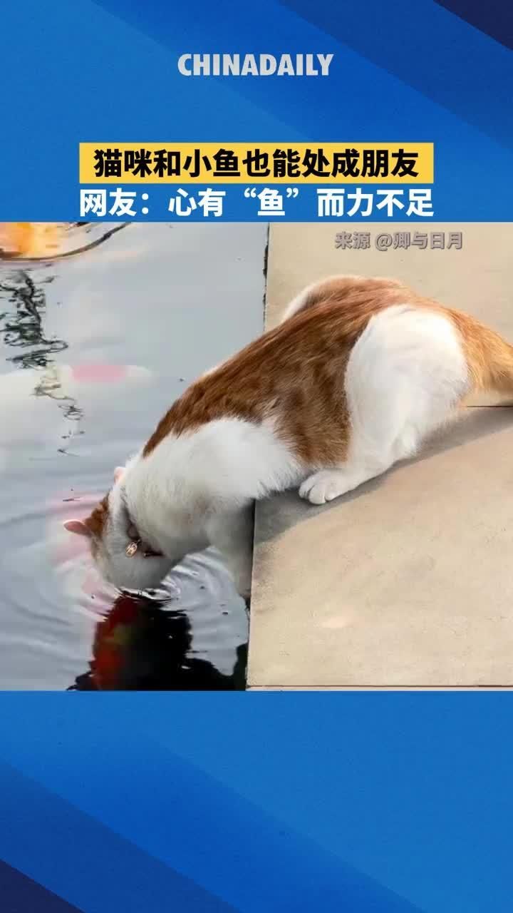 有哪些貓不會攻擊的魚類，哪些魚類貓不會攻擊？