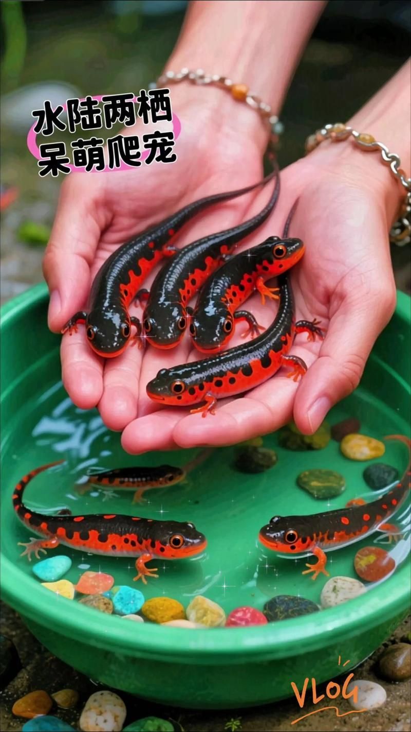 如何判斷小火龍魚是否適應水質？，如何判斷小火龍魚適應水質
