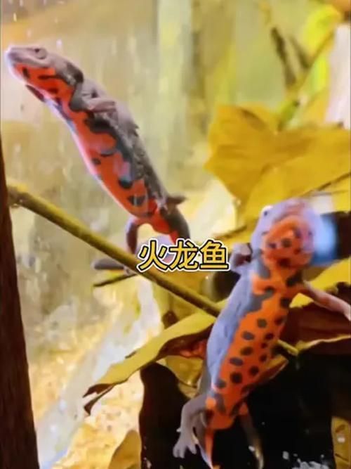 如何判斷小火龍魚是否適應水質？，如何判斷小火龍魚適應水質