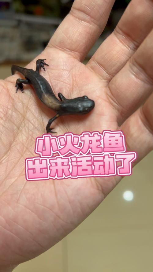 如何判斷小火龍魚是否適應水質？，如何判斷小火龍魚適應水質