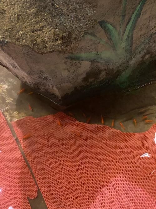 如何判斷小火龍魚是否適應水質？，如何判斷小火龍魚適應水質