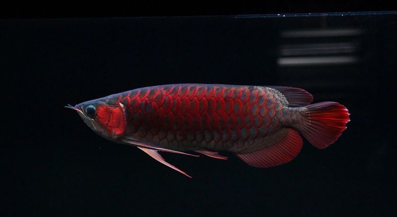 如何為3-4cm紅龍魚幼苗提供適宜的環境？，3-4cm紅龍魚幼苗提供適宜環境與布置細節
