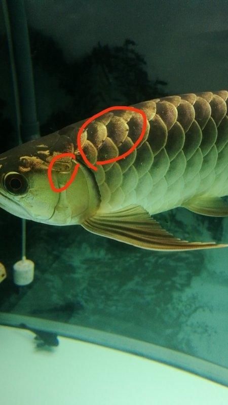能提供更多龍魚外寄癥狀圖嗎，如何判斷龍魚是否感染外寄生蟲