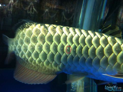 能提供更多龍魚外寄癥狀圖嗎，如何判斷龍魚是否感染外寄生蟲