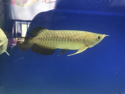 能提供更多龍魚外寄癥狀圖嗎，如何判斷龍魚是否感染外寄生蟲