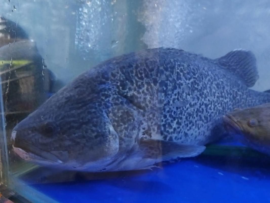 馬龍魚的分布范圍，馬龍魚分布范圍