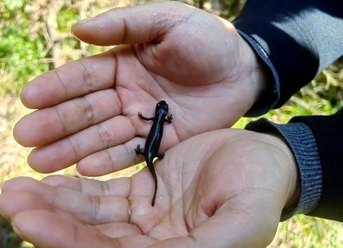 如何安全地處理和食用小火龍魚？