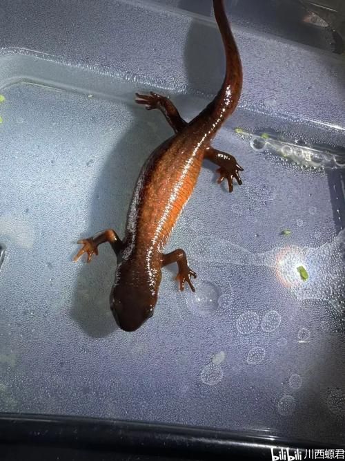如何安全地處理和食用小火龍魚？