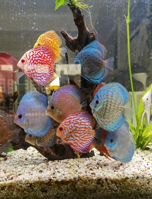 赤荔鳳冠魚(yú)繁殖后如何護(hù)理？，最終呈現(xiàn)赤荔鳳冠魚(yú)繁殖后如何實(shí)為民間用戶要求詳解