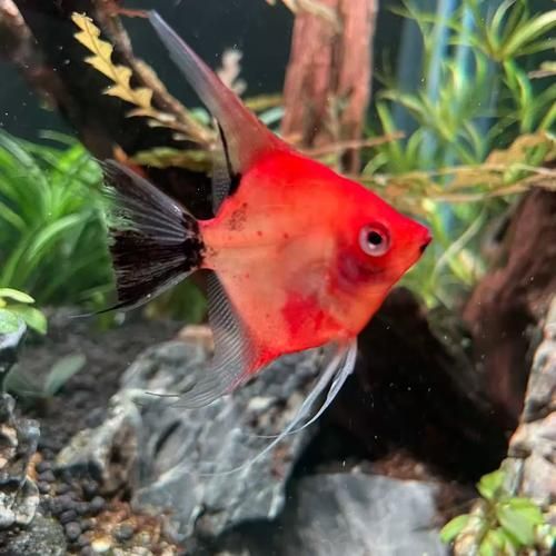 赤荔鳳冠魚(yú)繁殖后如何護(hù)理？，最終呈現(xiàn)赤荔鳳冠魚(yú)繁殖后如何實(shí)為民間用戶要求詳解