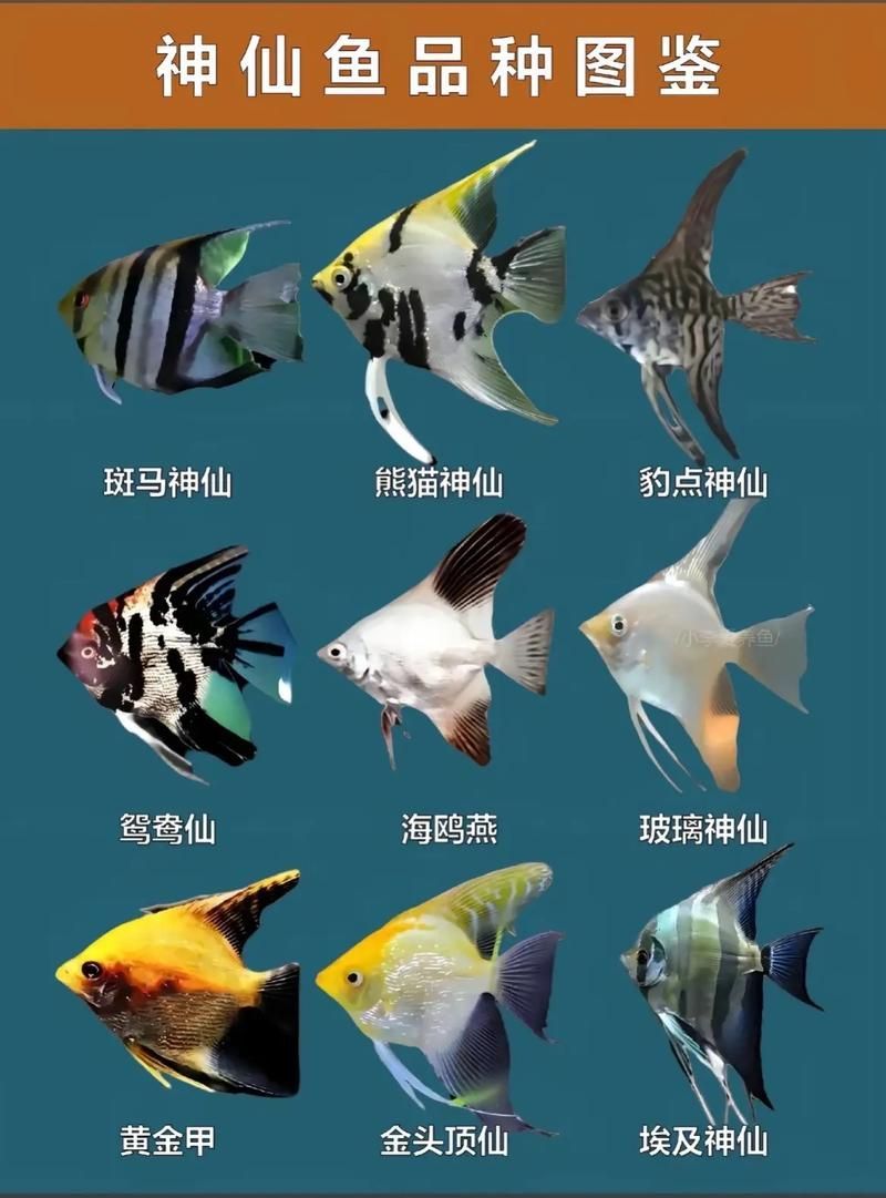 赤荔鳳冠魚(yú)繁殖后如何護(hù)理？，最終呈現(xiàn)赤荔鳳冠魚(yú)繁殖后如何實(shí)為民間用戶要求詳解