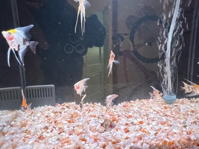 赤荔鳳冠魚(yú)繁殖后如何護(hù)理？，最終呈現(xiàn)赤荔鳳冠魚(yú)繁殖后如何實(shí)為民間用戶要求詳解