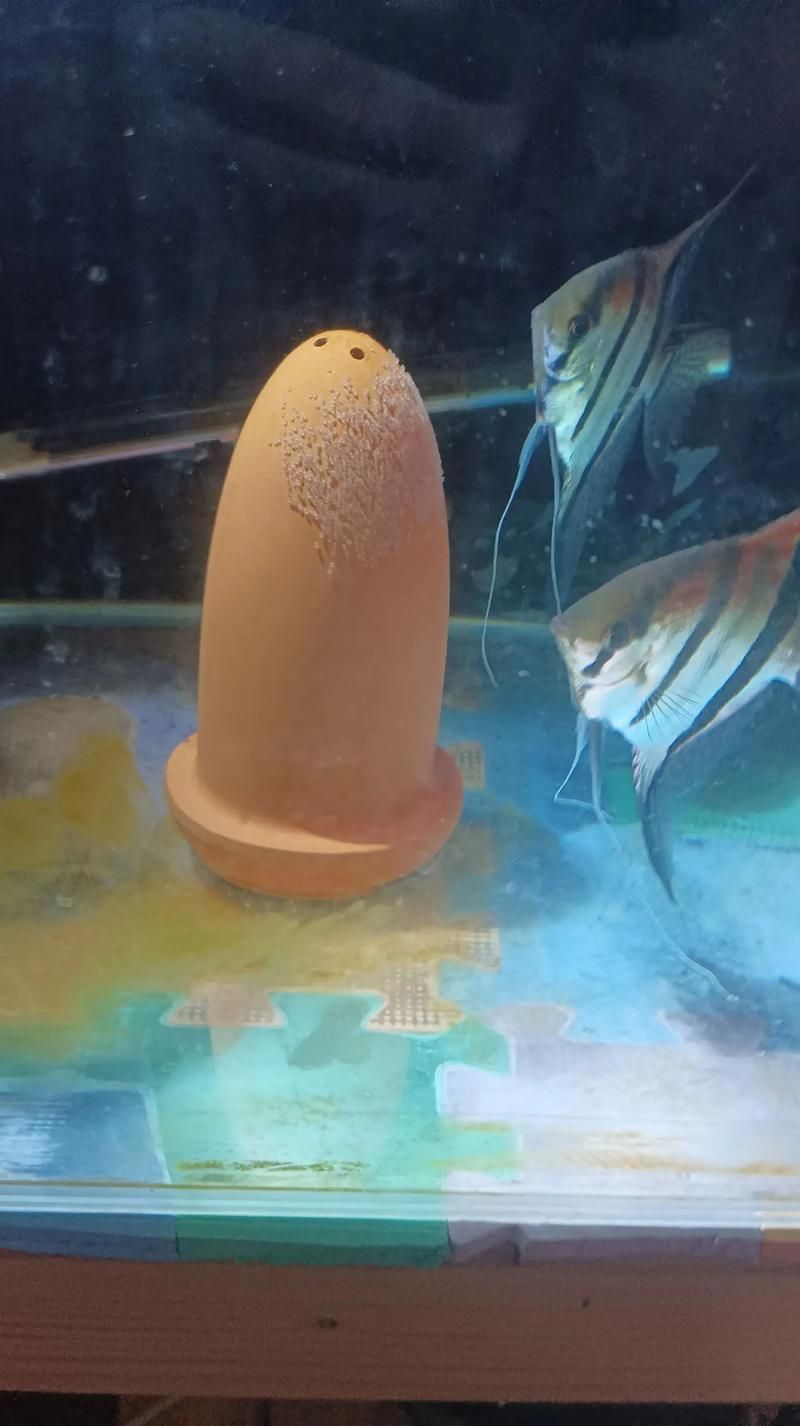 赤荔鳳冠魚(yú)繁殖后如何護(hù)理？，最終呈現(xiàn)赤荔鳳冠魚(yú)繁殖后如何實(shí)為民間用戶要求詳解