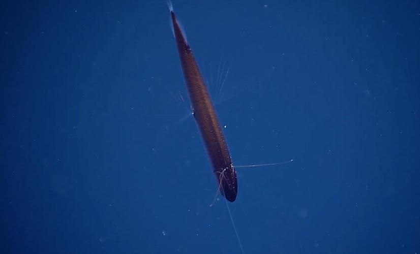 有哪些稀有龍魚品種，稀有龍魚品種介紹