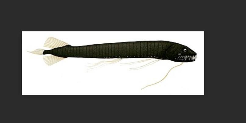 有哪些稀有龍魚品種，稀有龍魚品種介紹