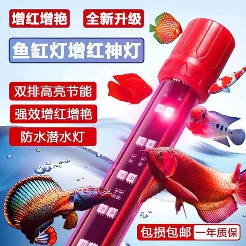紅龍帶哪些東西比較安全