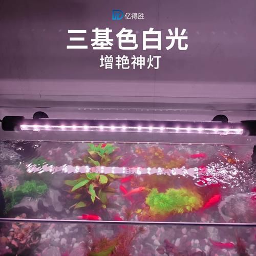 紅龍帶哪些東西比較安全