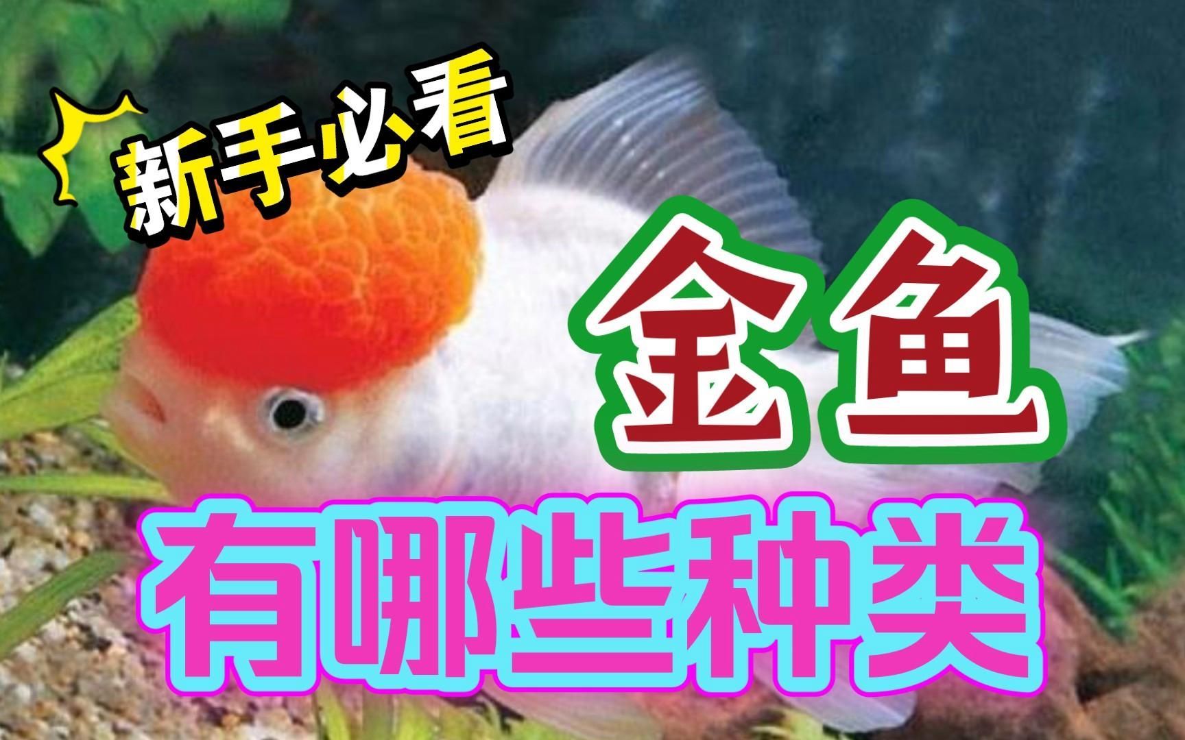 如何區分不同品種的金魚，如何區分不同品種的金魚，