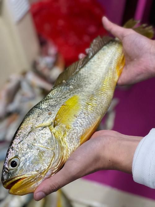 哪些魚種對氟苯尼考敏感，氟苯尼考在水產養殖中對氟苯尼考敏感性的關鍵信息整理