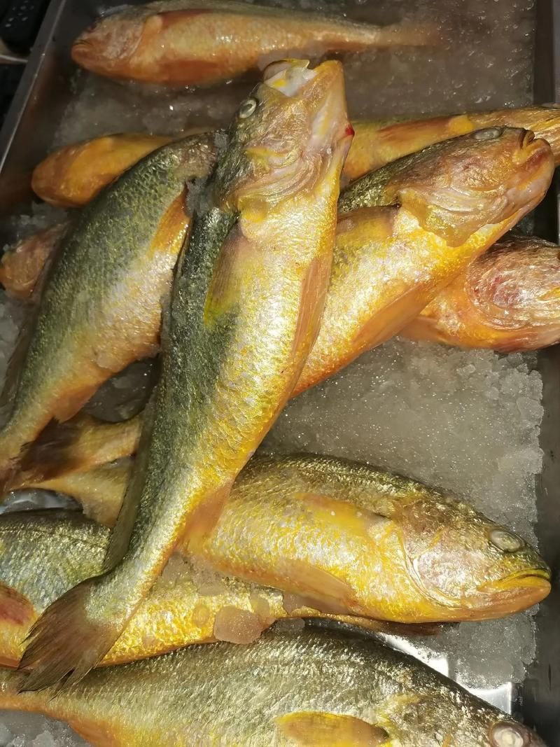 哪些魚種對氟苯尼考敏感，氟苯尼考在水產養殖中對氟苯尼考敏感性的關鍵信息整理