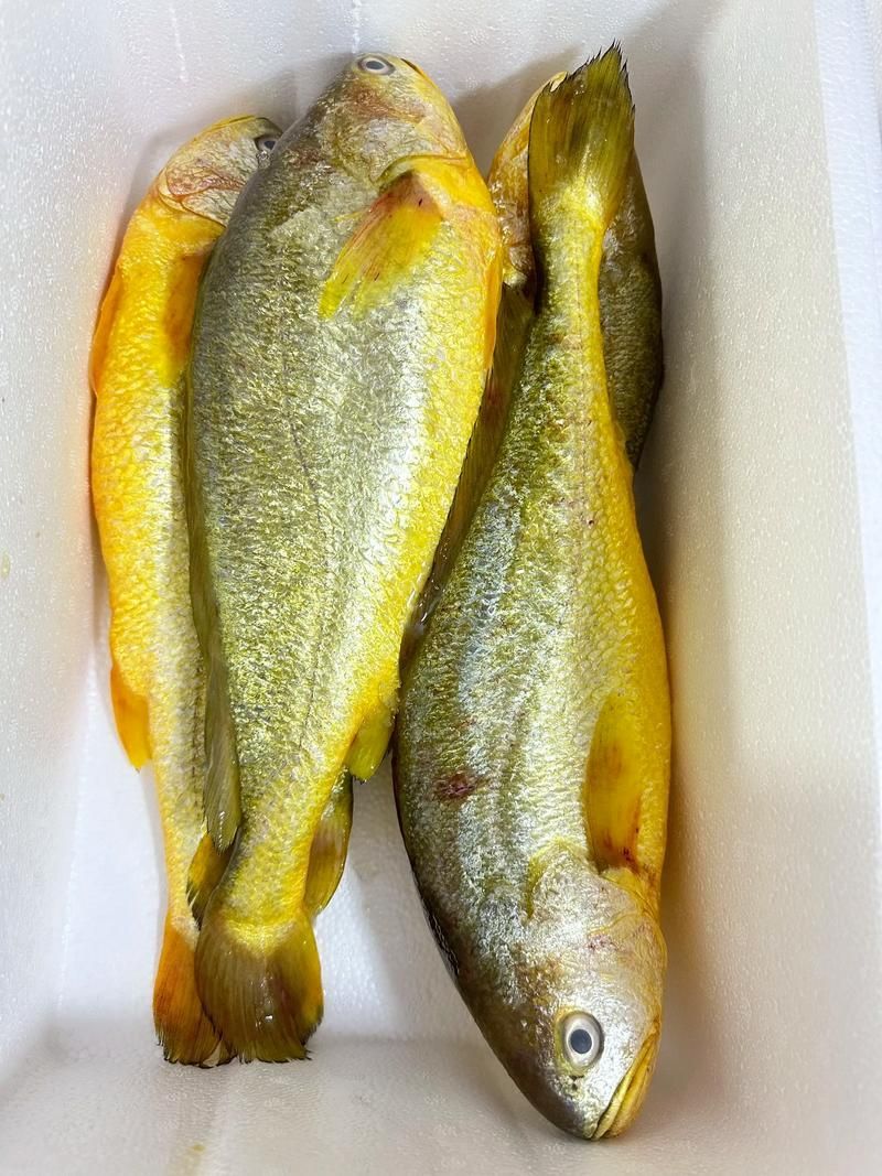 哪些魚種對氟苯尼考敏感，氟苯尼考在水產養殖中對氟苯尼考敏感性的關鍵信息整理