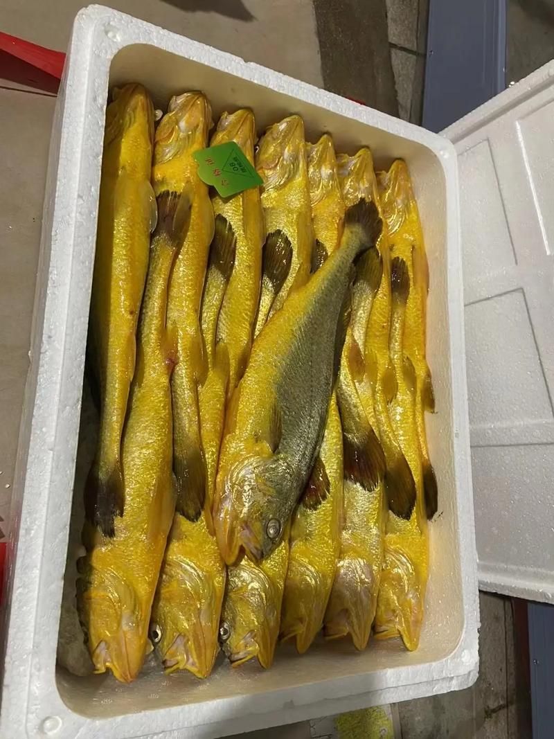 哪些魚種對氟苯尼考敏感，氟苯尼考在水產養殖中對氟苯尼考敏感性的關鍵信息整理