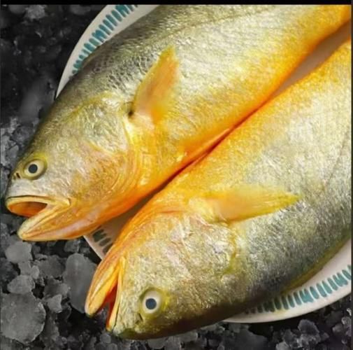 哪些魚種對氟苯尼考敏感，氟苯尼考在水產養殖中對氟苯尼考敏感性的關鍵信息整理