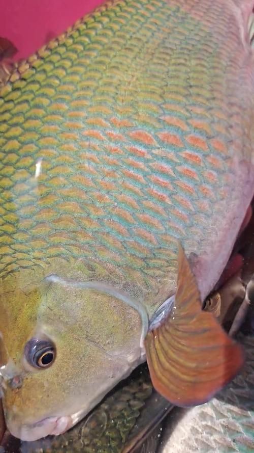 祥龍魚場的忘不了魚有哪些品種，祥龍魚場的忘不了魚有哪些品種祥龍魚場并未養殖或銷售“忘不了魚”