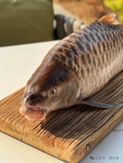 祥龍魚場的忘不了魚有哪些品種，祥龍魚場的忘不了魚有哪些品種祥龍魚場并未養殖或銷售“忘不了魚”