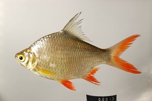 七紋巨鯉魚的價格是多少?,七紋巨鯉魚價格是多少七紋巨鯉魚的價格是多少