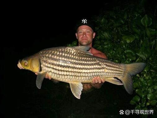 七紋巨鯉魚的價格是多少?,七紋巨鯉魚價格是多少七紋巨鯉魚的價格是多少
