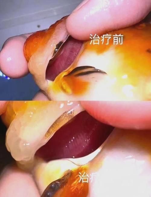 如何改善水質以促進魚鰓蓋恢復，如何改善魚缸水質